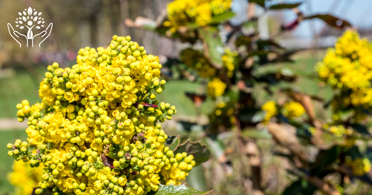 Berberine
